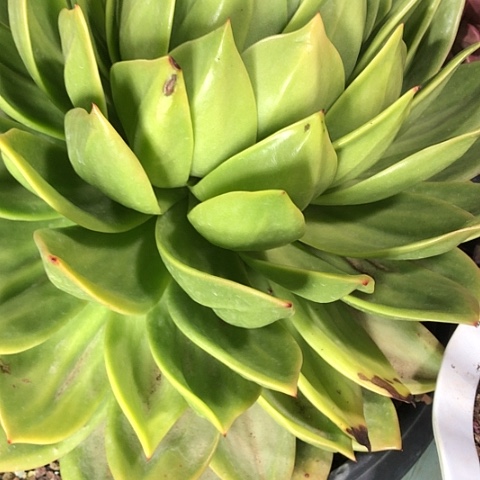 晚****多肉植物保护研究所