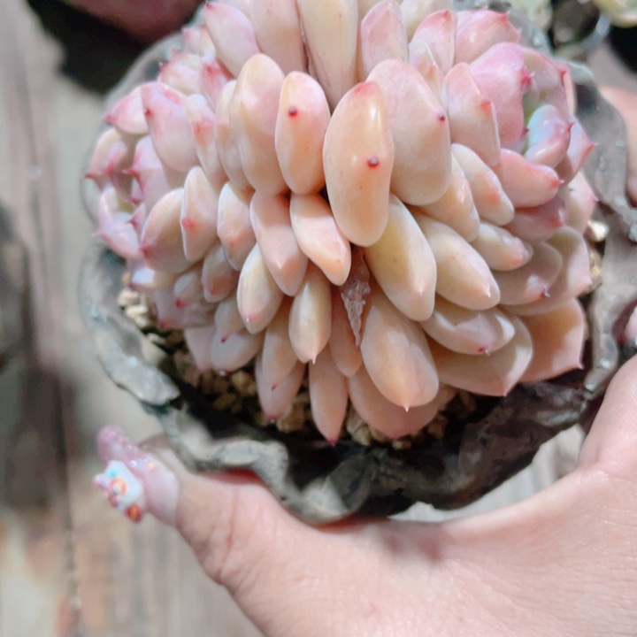 多肉植物多肉植物