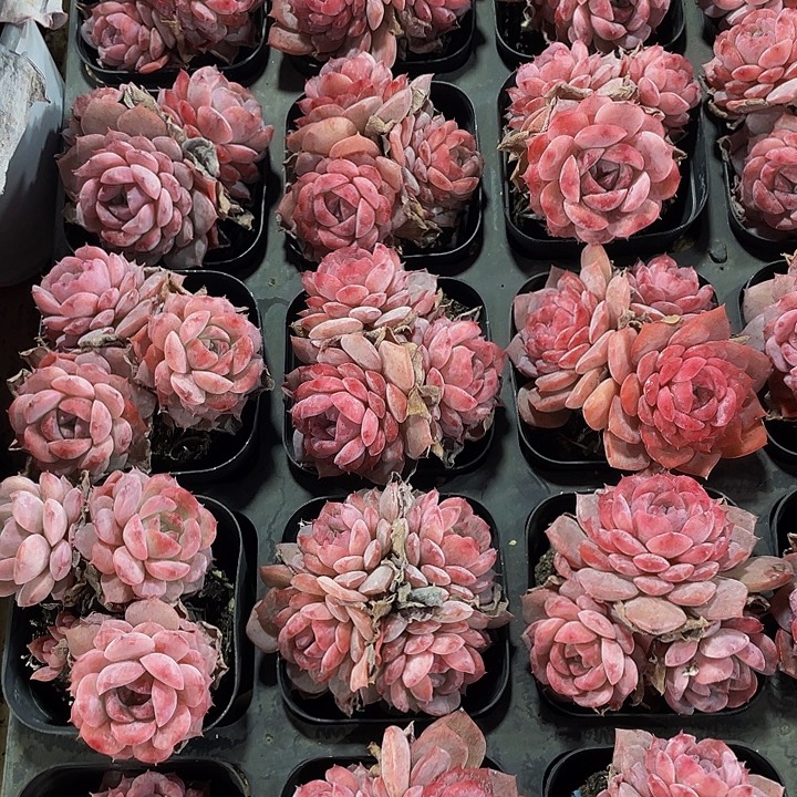 三头恩宠带盆土发