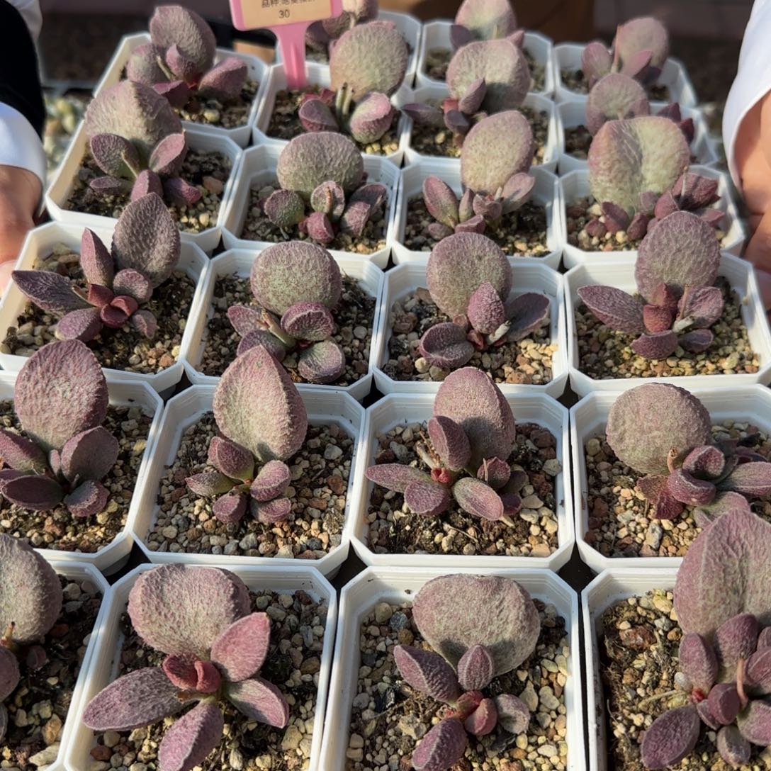 单颗哈莫猪肝量拍链接