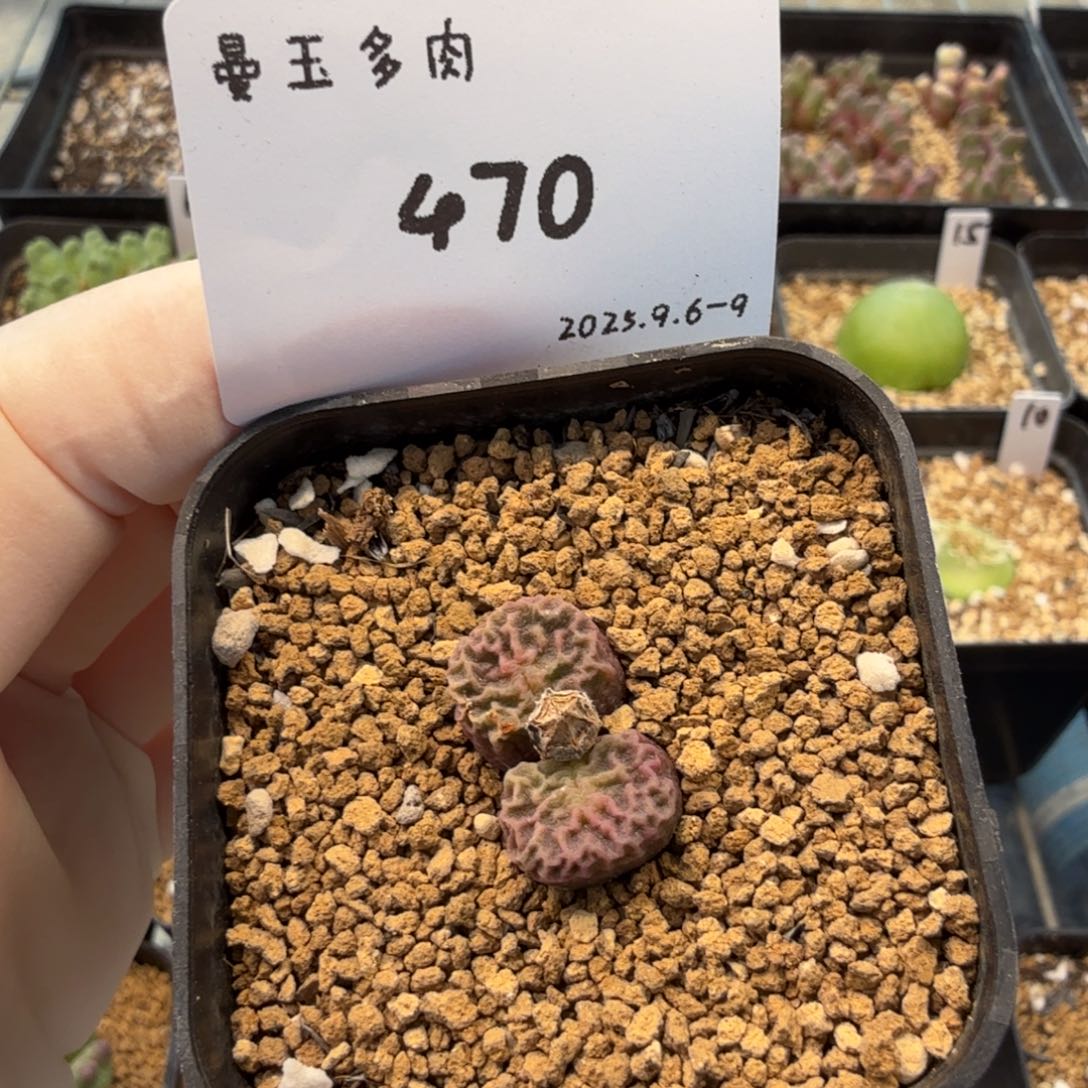 P***.多肉多肉多肉9-470