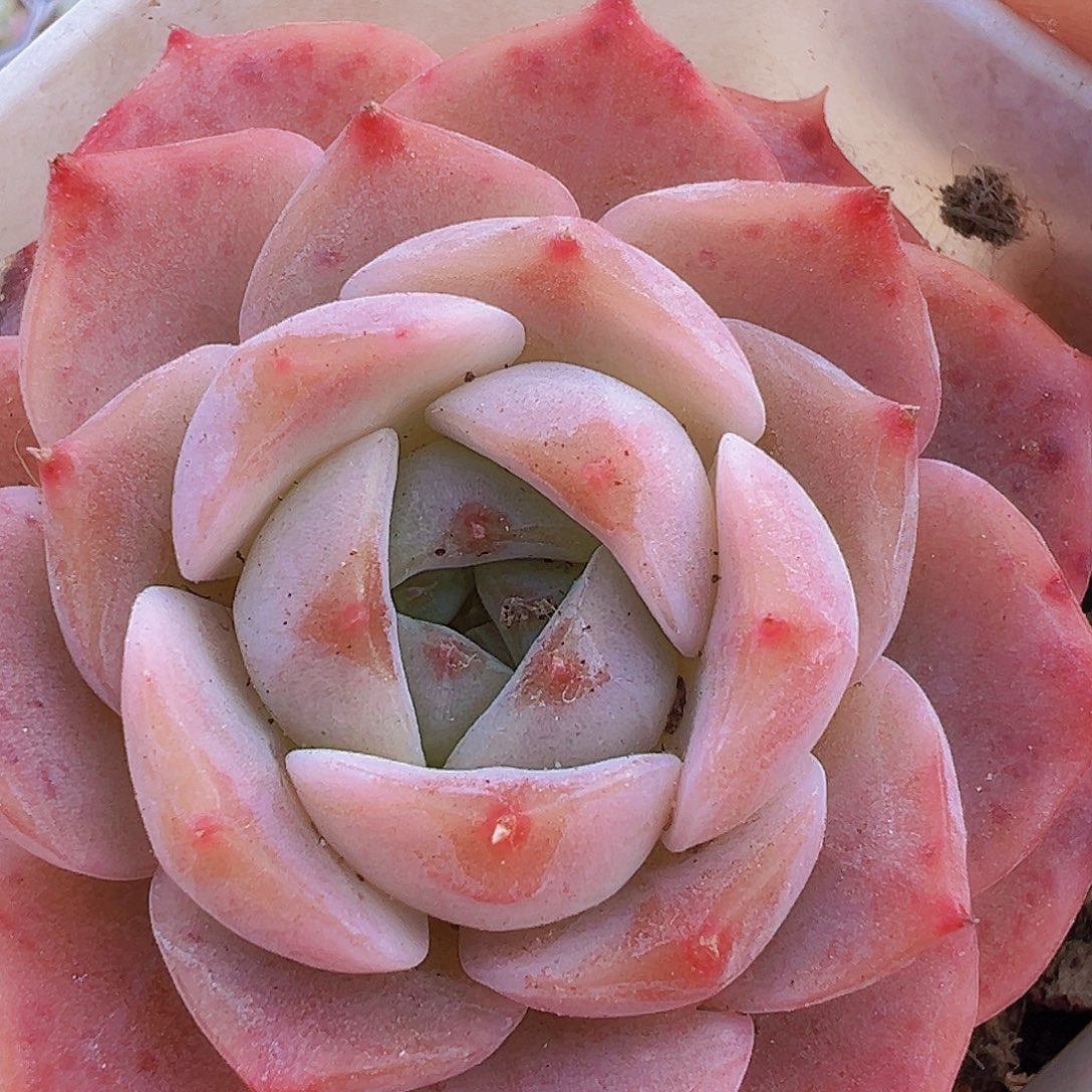 粉纯爱19包邮多肉植物