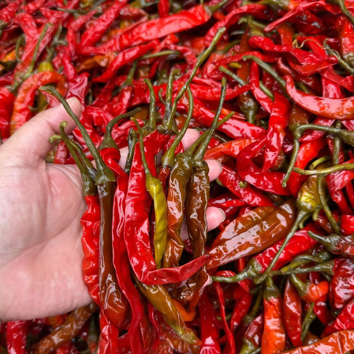 湘西浦市木子蓉蔬菜笋专用链接专用链接