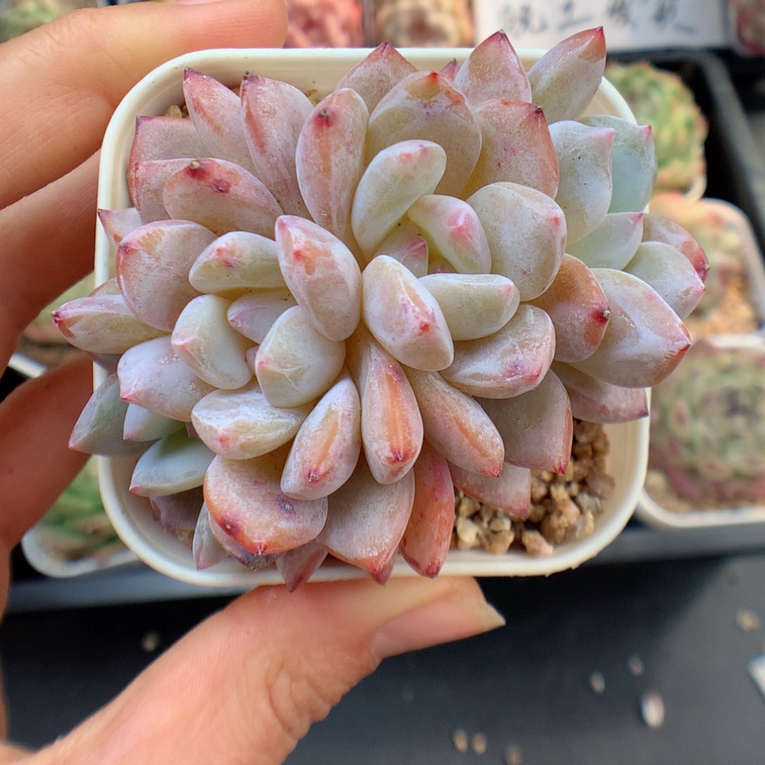 多肉植物 橙子缀56