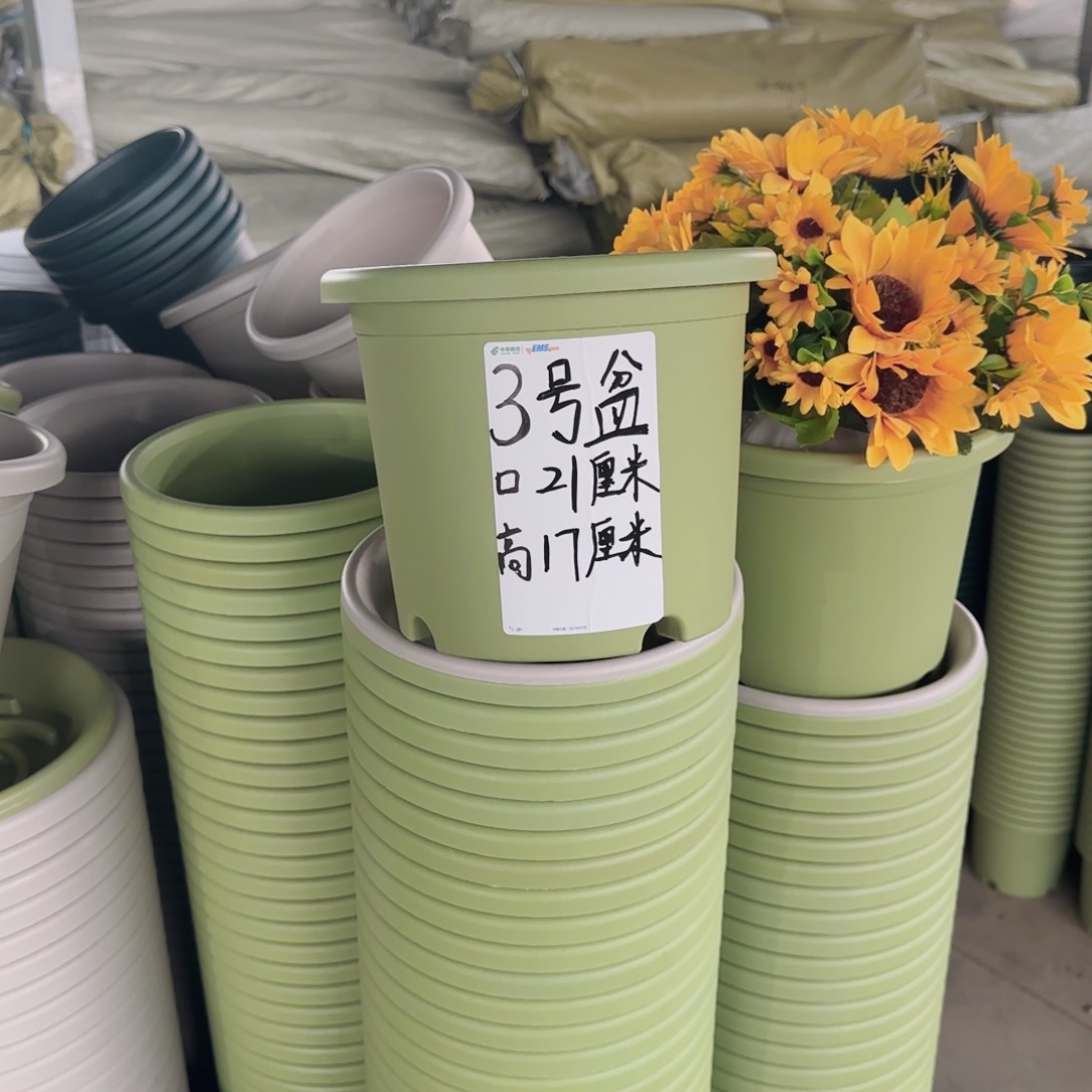 塑料四季3号果绿10个带拖