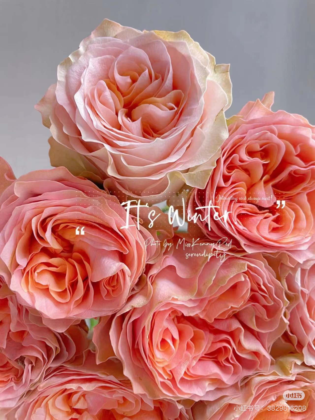 （绿光玫瑰）金标 艾莉斯10支！三件顺丰空运20%不售后