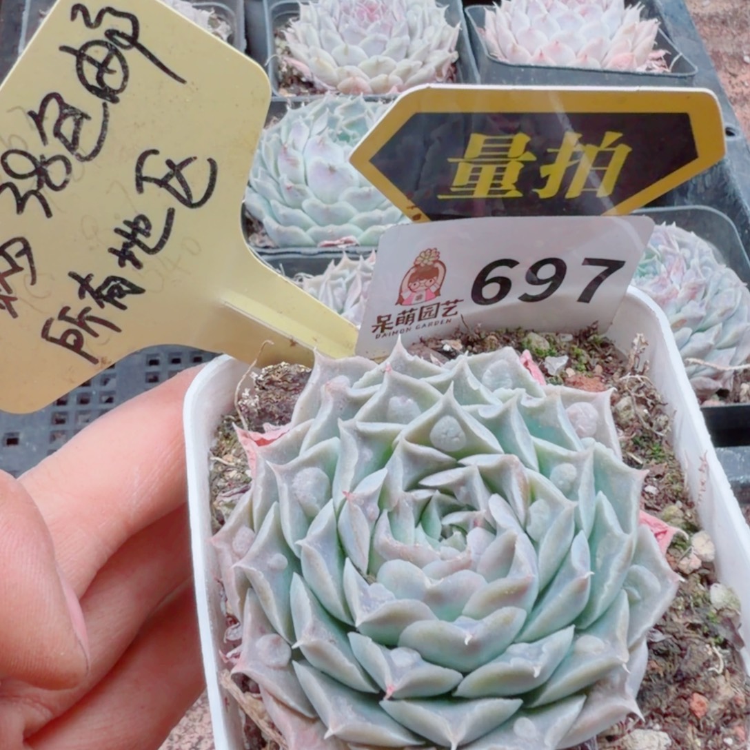 多肉植物多肉植物