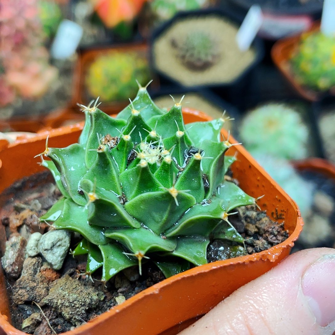 非偏远地区25包邮仙人球