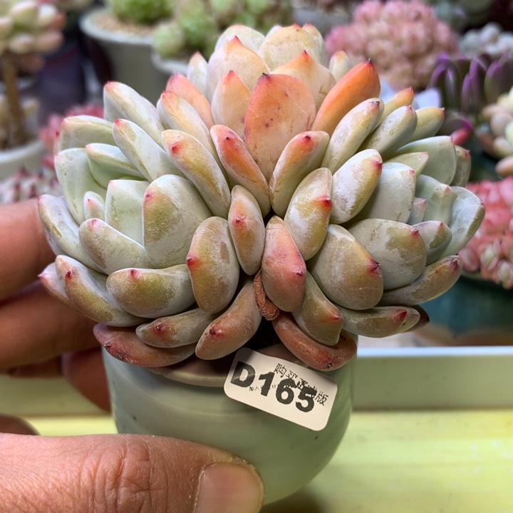 D165一物一拍带盆