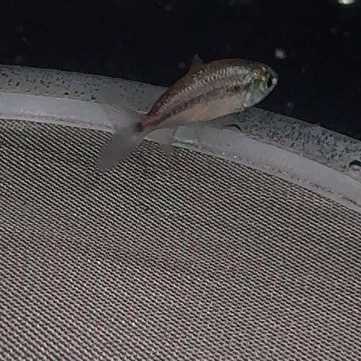 灯科鱼左上缸26号白金蓝魔有黑点2厘米一条