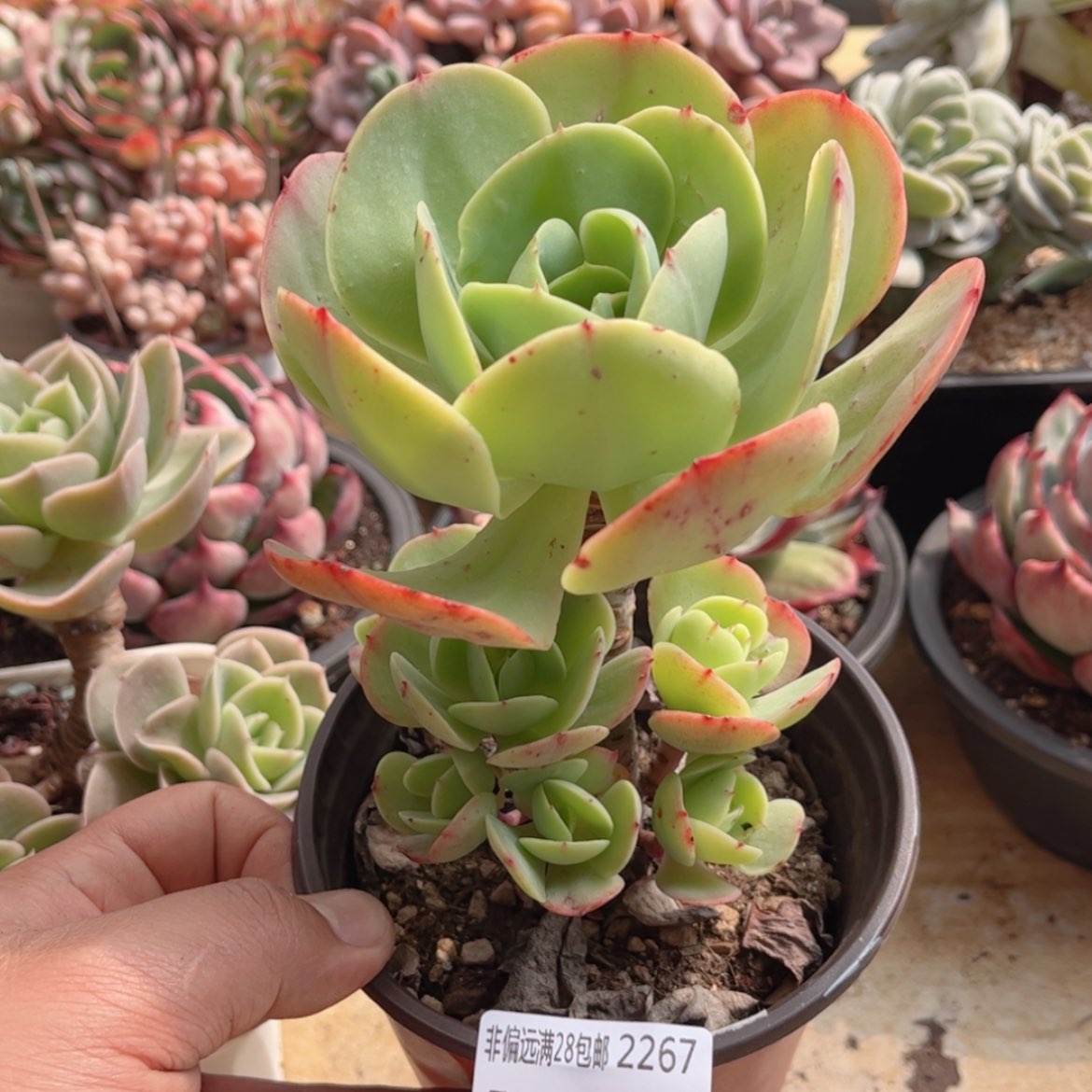 【闪购商品】2267碧桃