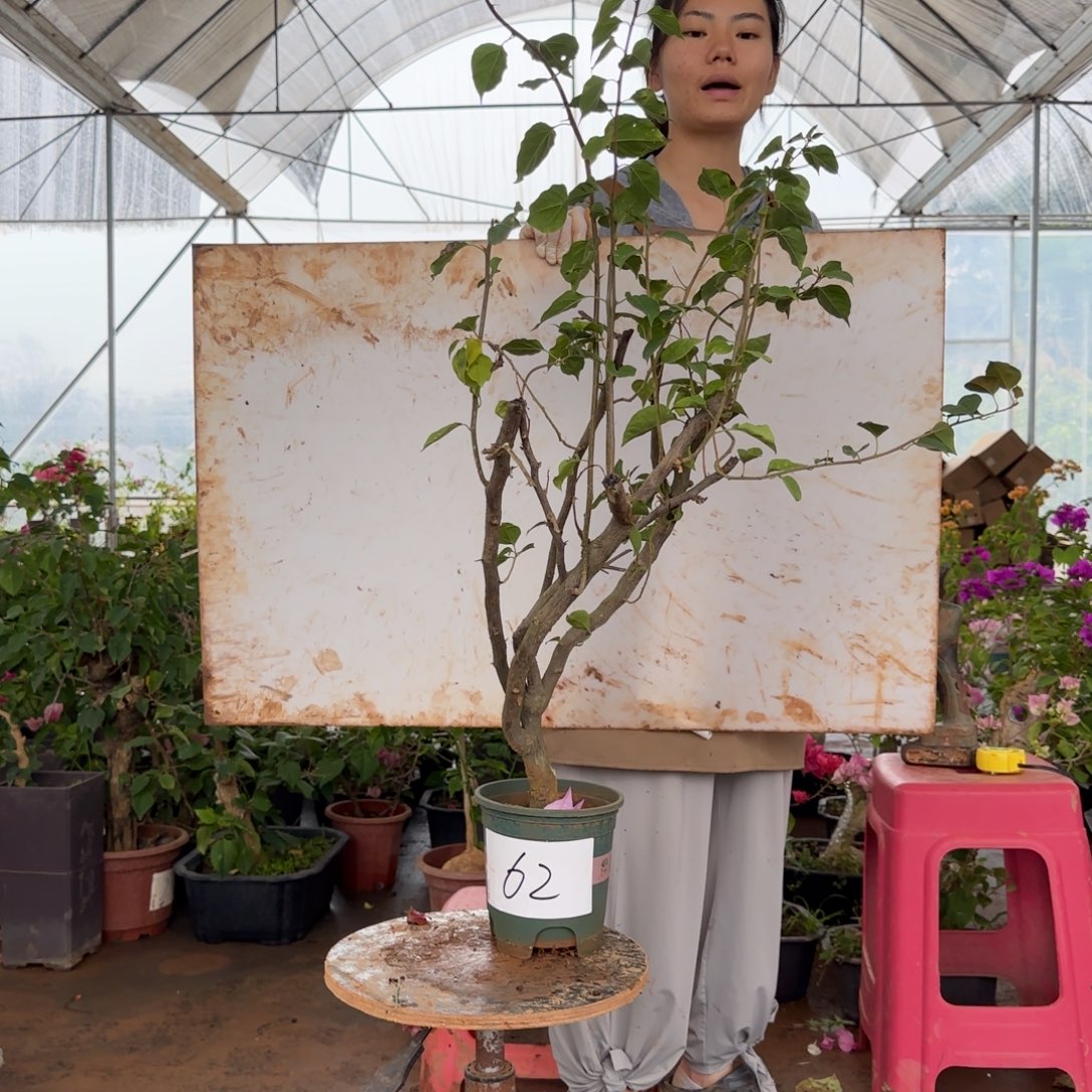 大部分花苞少量开放62号