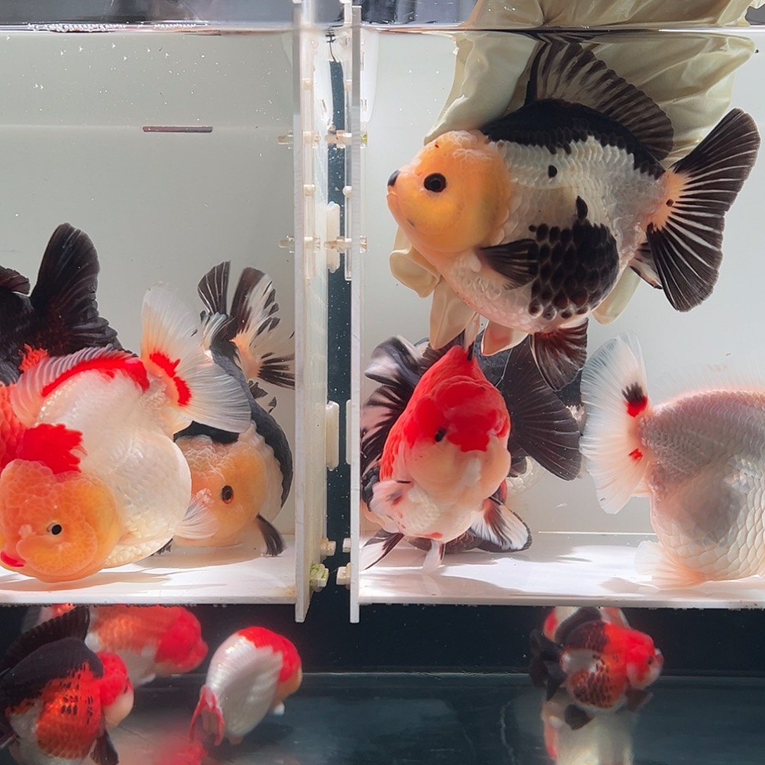 金鱼玛丽熊猫一条