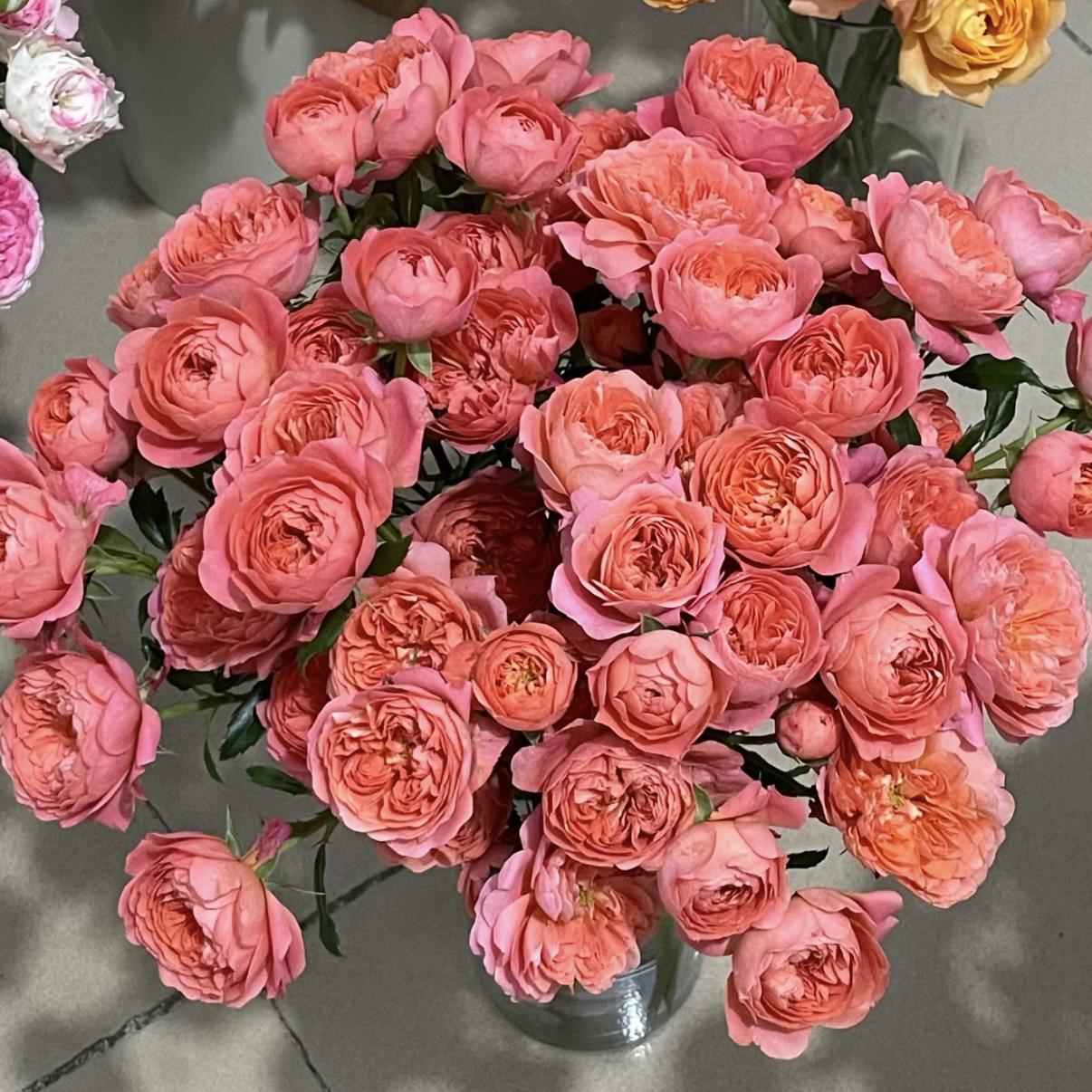 【西瓜果汁】月季 适合阳台 新手党好养 1加仑2.5L根接苗 云南发货