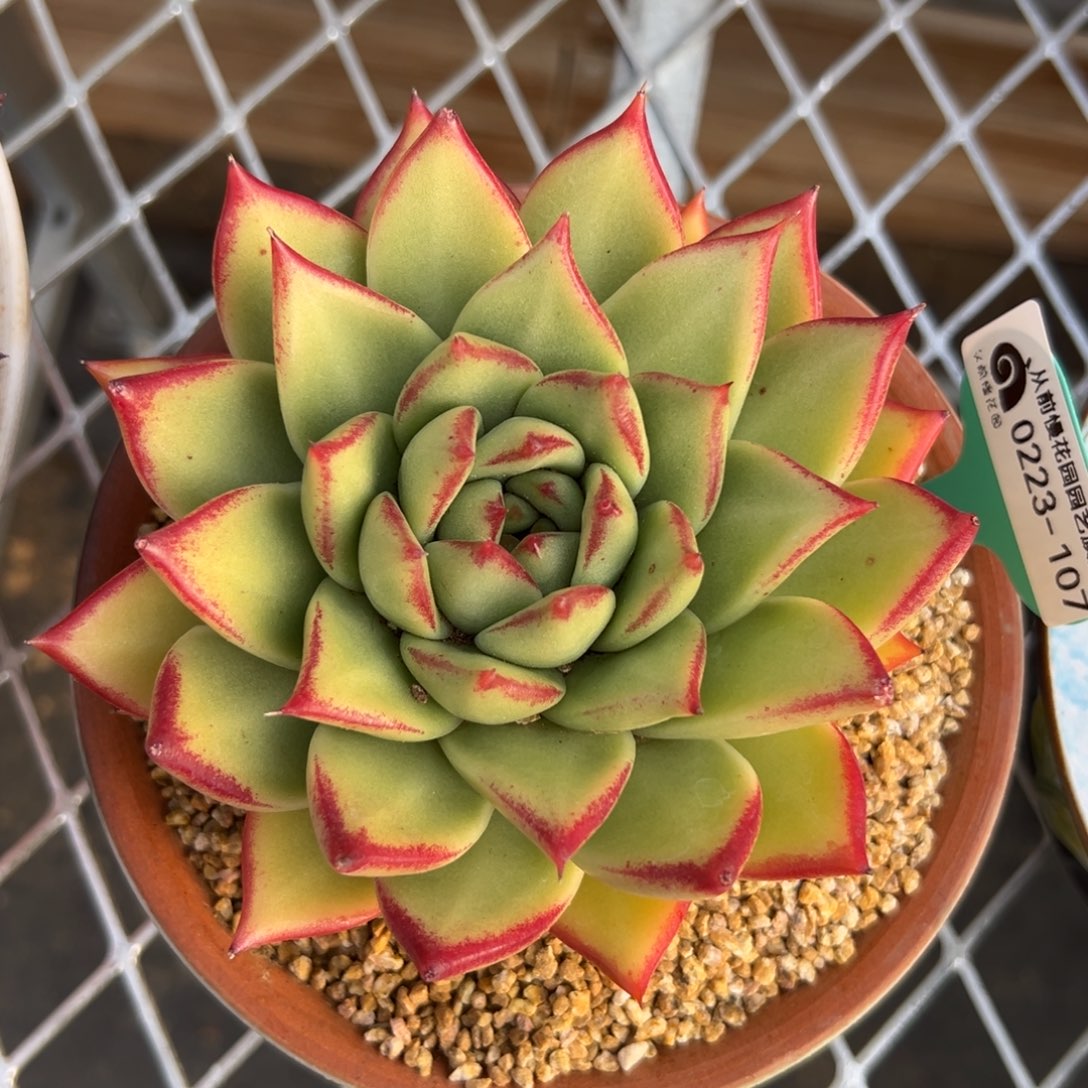 多肉一物一拍0223.107