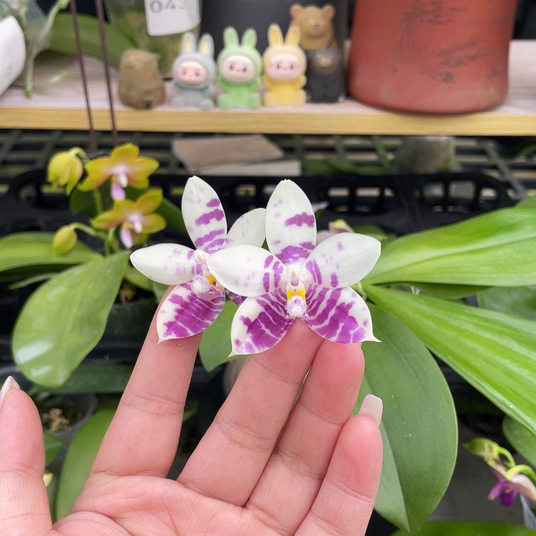 完全开放056开花株