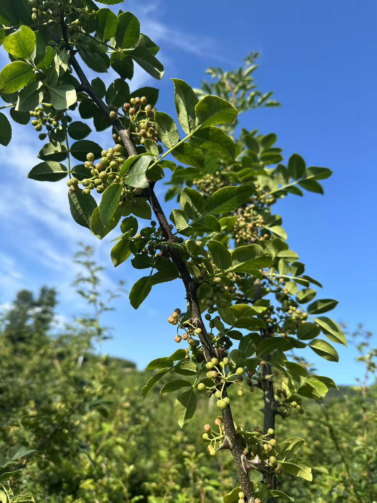 贵州高山本地生态茵红椒(又香又麻)