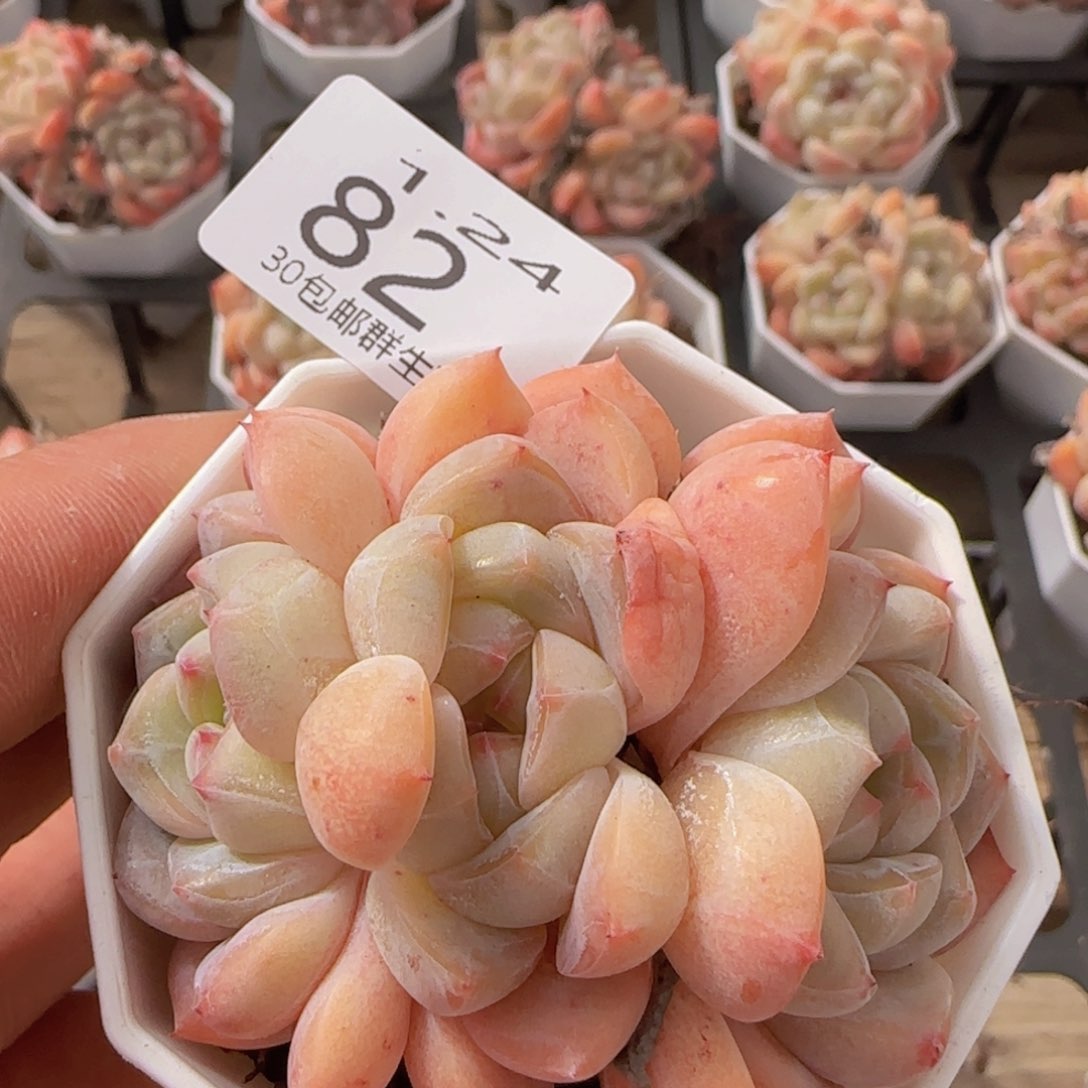 干冰三头一颗脱土发货