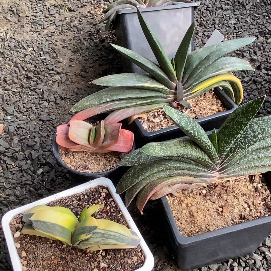 九***天不带盆脱土裸根发货