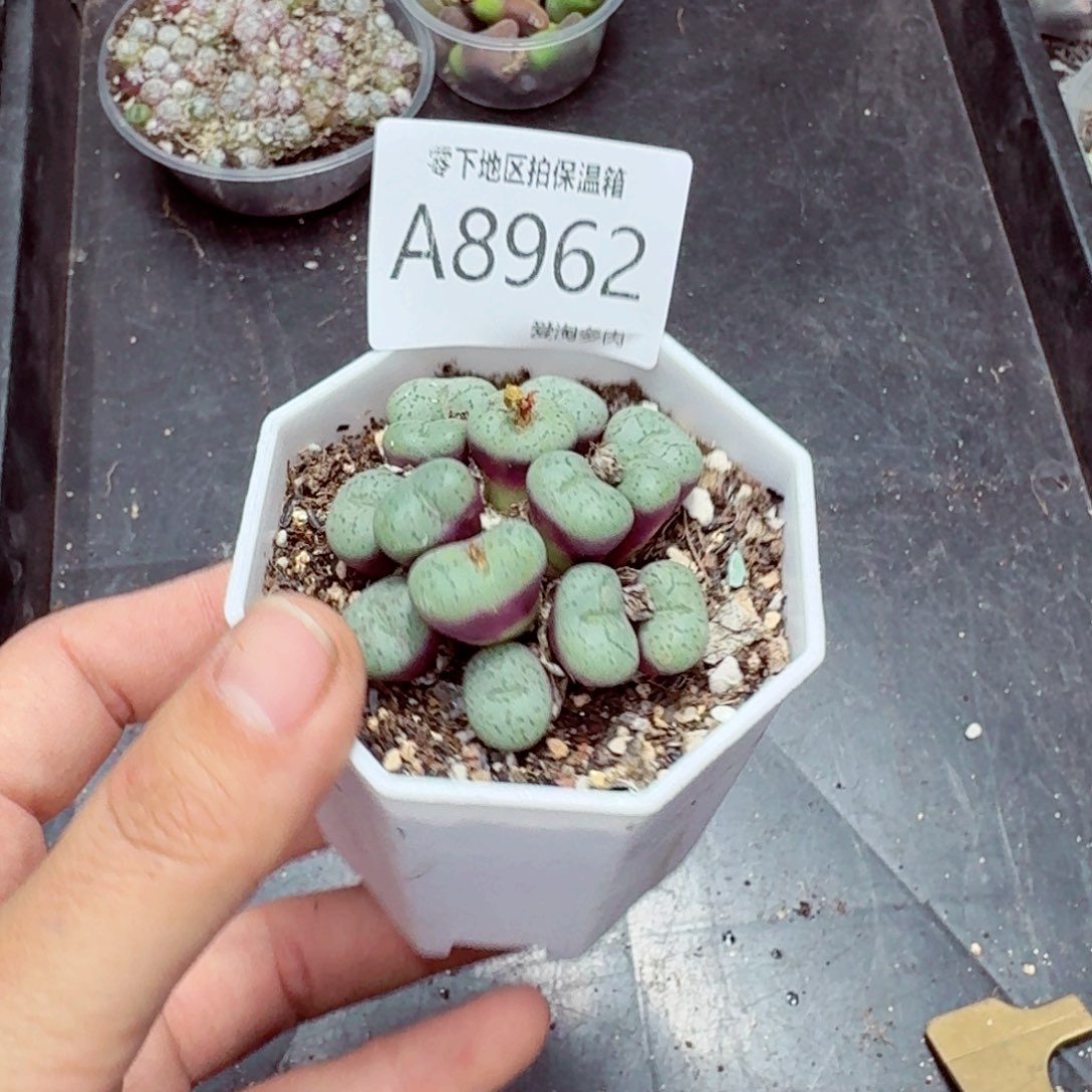 8962––零下地区需拍保温箱