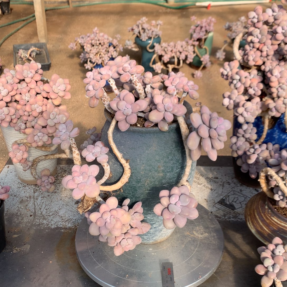 桃蛋有瑕疵福利19号