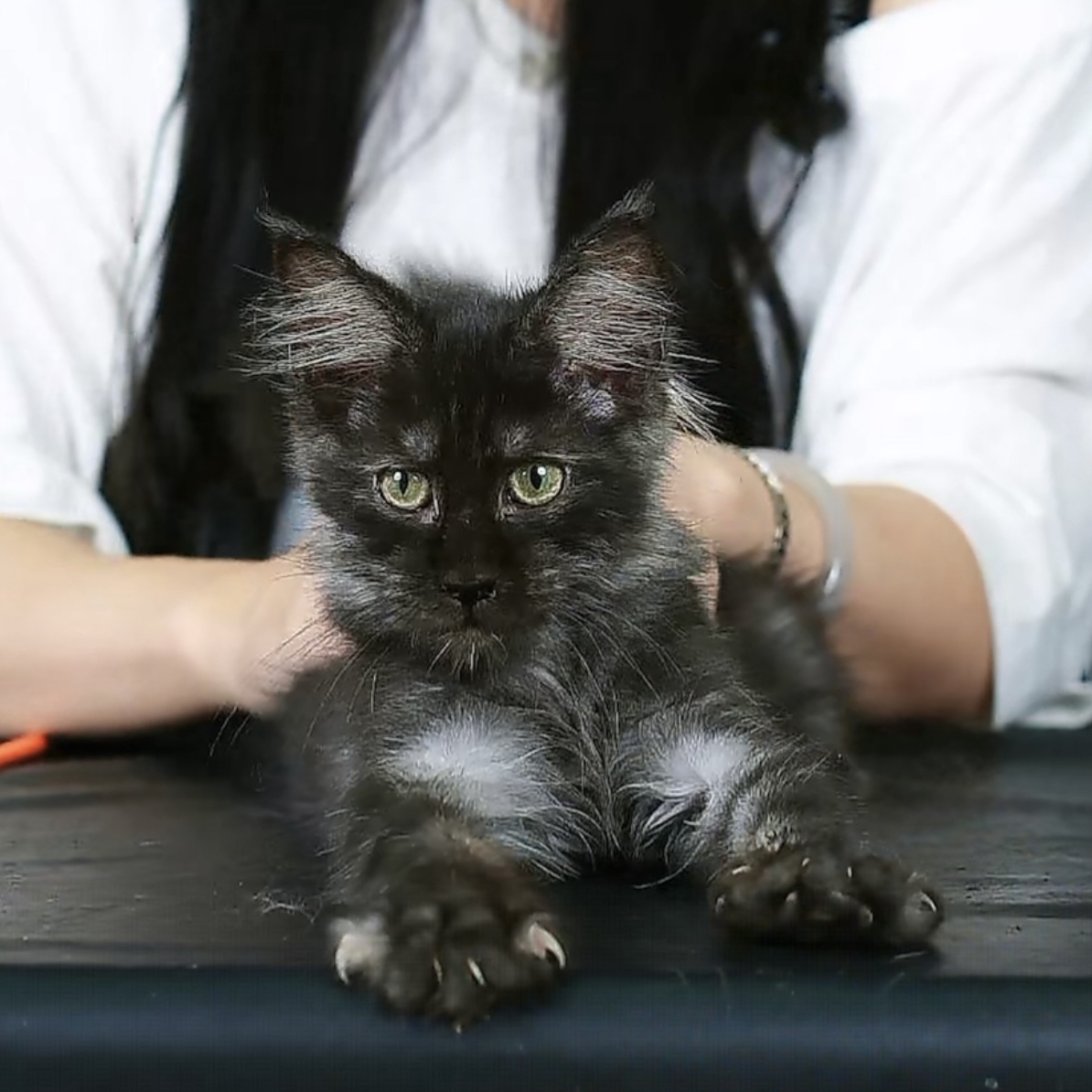 烟灰色缅因猫弟弟，两个月，钱多多缅因猫