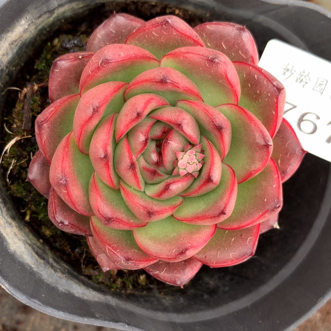 4767杂交多肉老桩