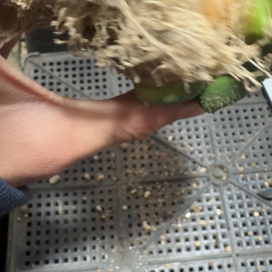 171号仙人球萝卜根