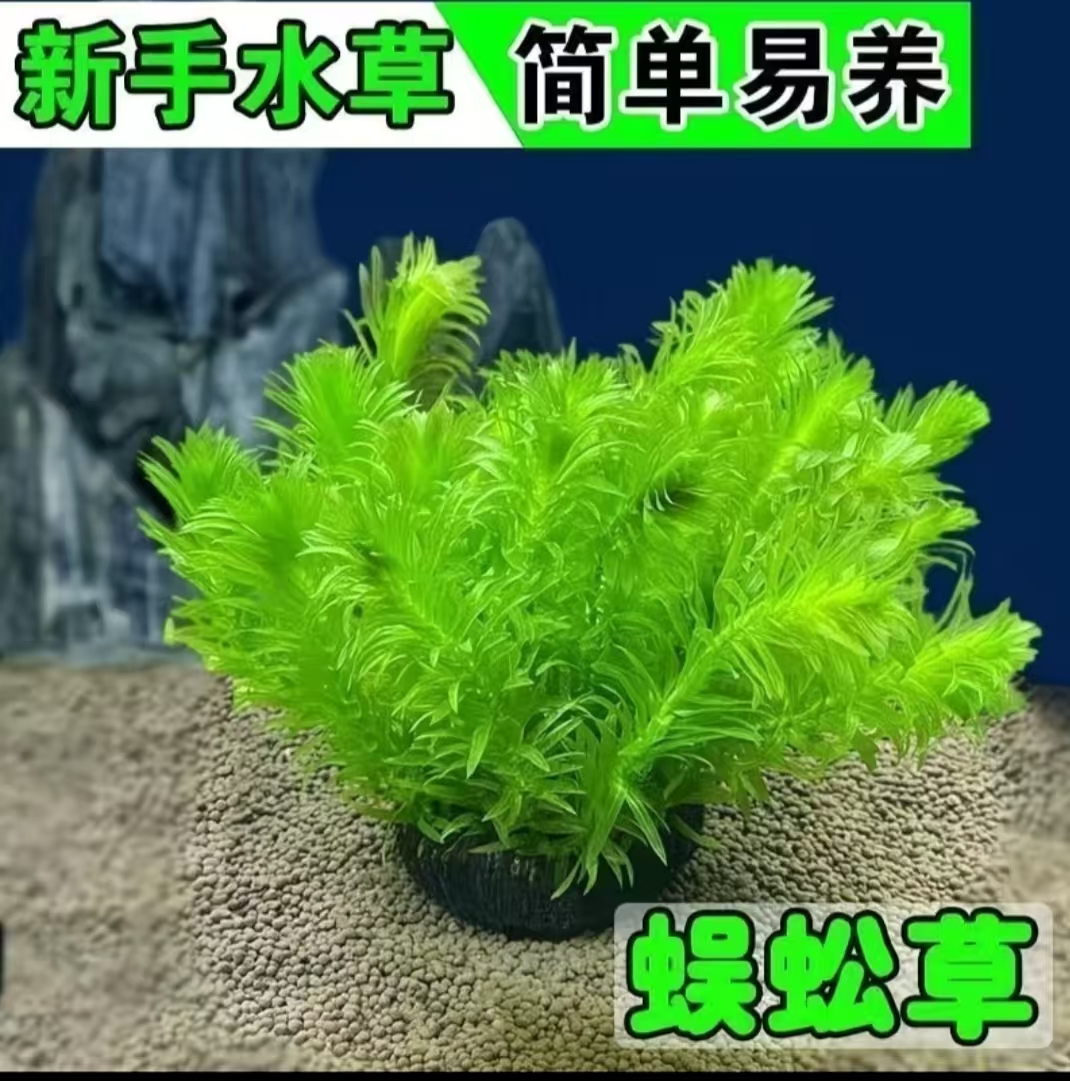 【蜈蚣草坨草】净化水质，增氧冒泡，爆缸首选