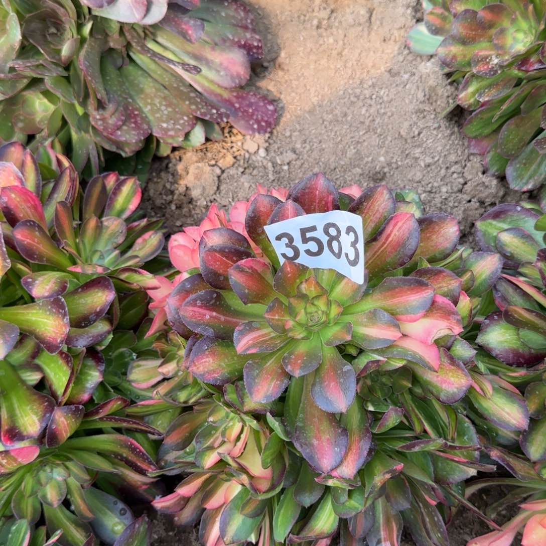 3583---5多头多肉植物