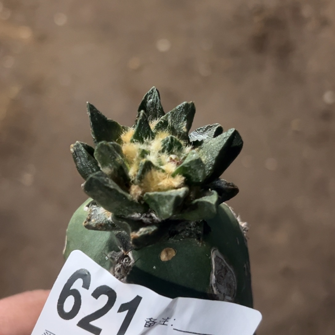 单头龙角牡丹仙人球621