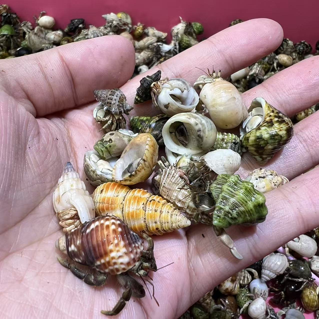 直播间挑选小豆丁贝壳