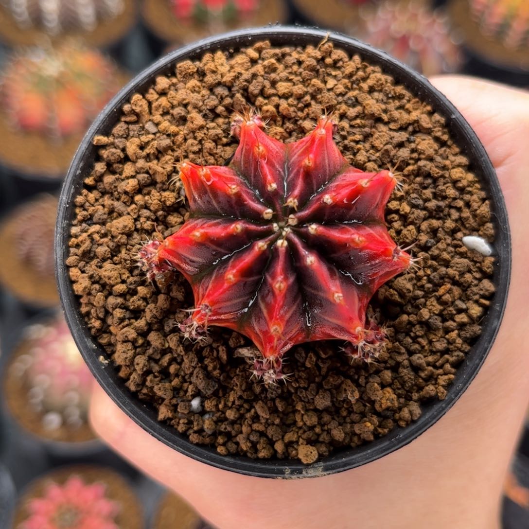 萨拉曼尼 米哈仙人球