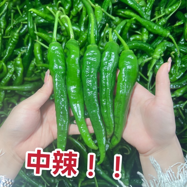 中辣早尖椒辣椒新鲜农家青椒自种薄皮香辣虎皮尖椒新鲜辣味现摘