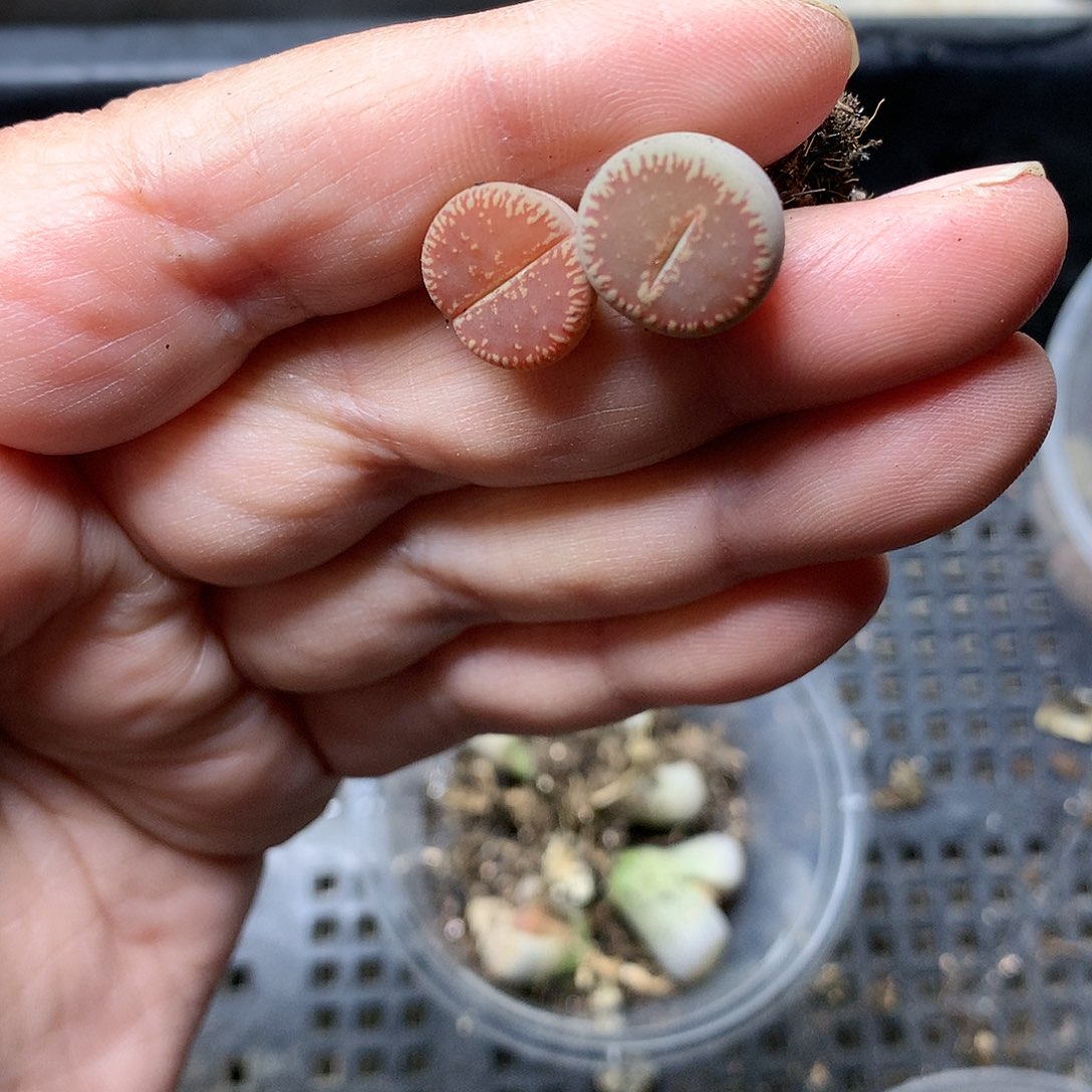 E277多肉植物保护