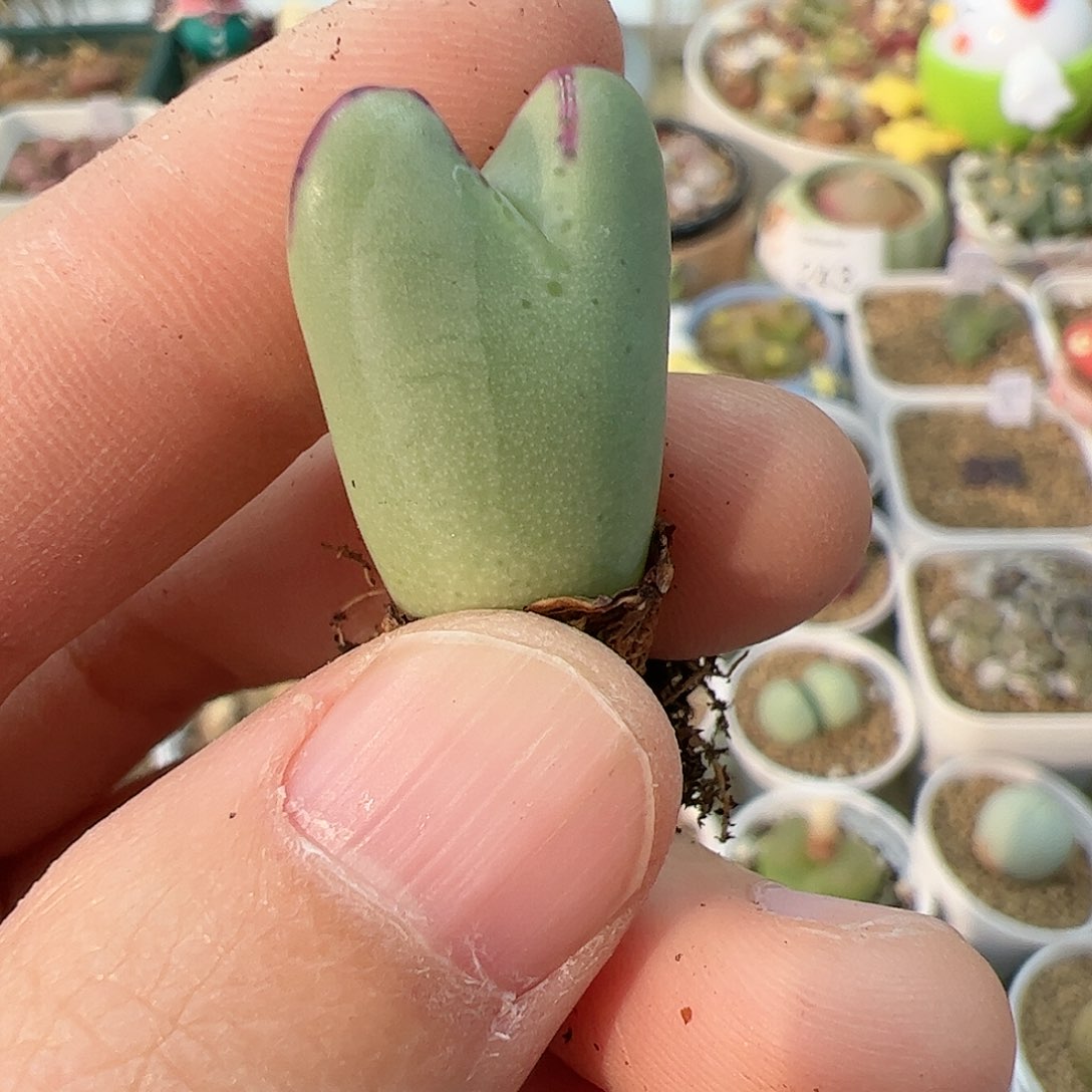 【闪购商品】155 锦