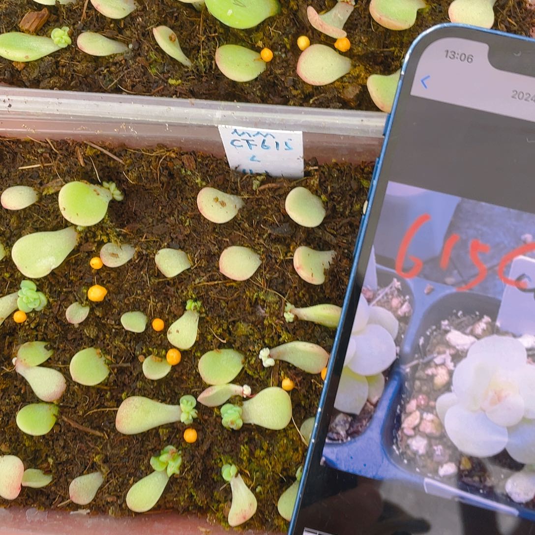 C F615号 芝麻苗一个满25包邮