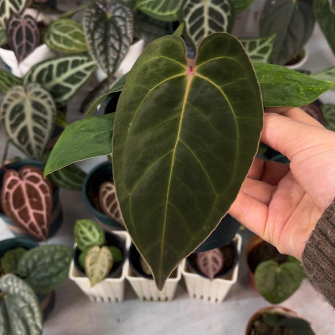 无花朵004 贝斯杂加通湖