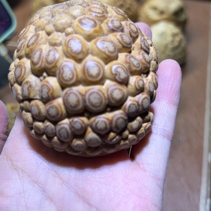 迪***）香榧木竹根雕金蟾纯手工雕刻手把件