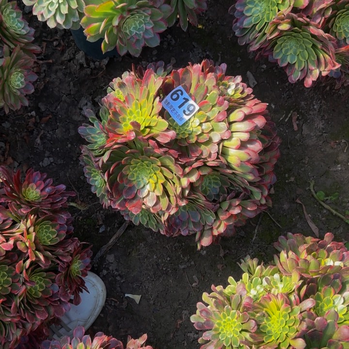 朝霞花27-38包邮花花