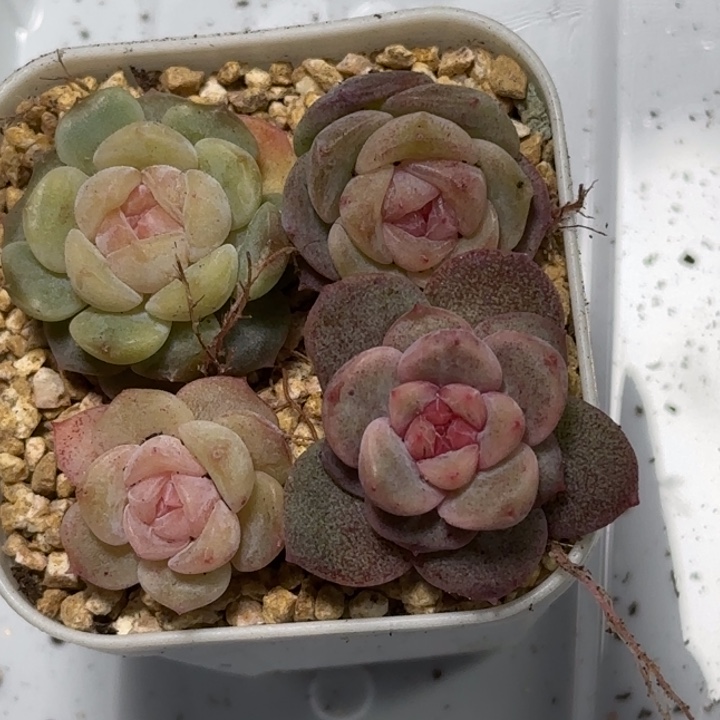 125王者系列多肉一盒