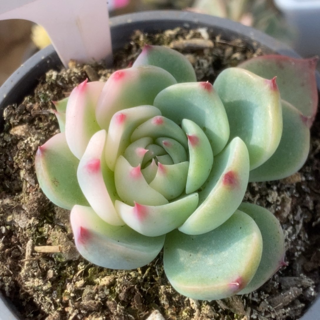 587吉娃娃锦锦锦锦锦锦