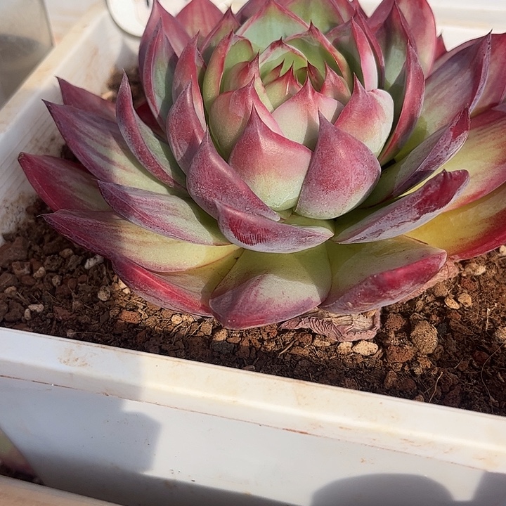 惊鸿仙子多肉植物12899