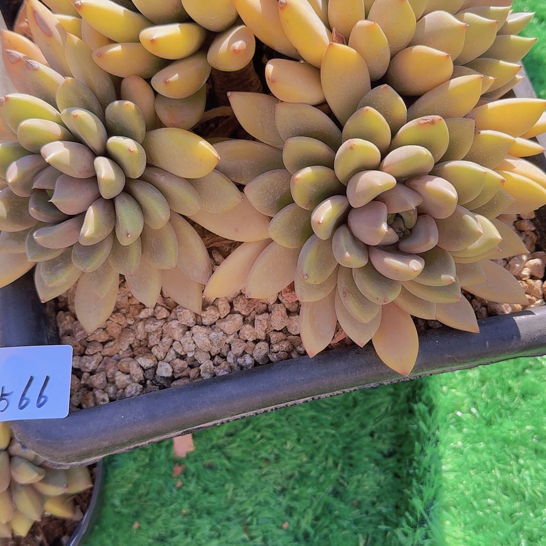 懒****22566象牙多肉植物