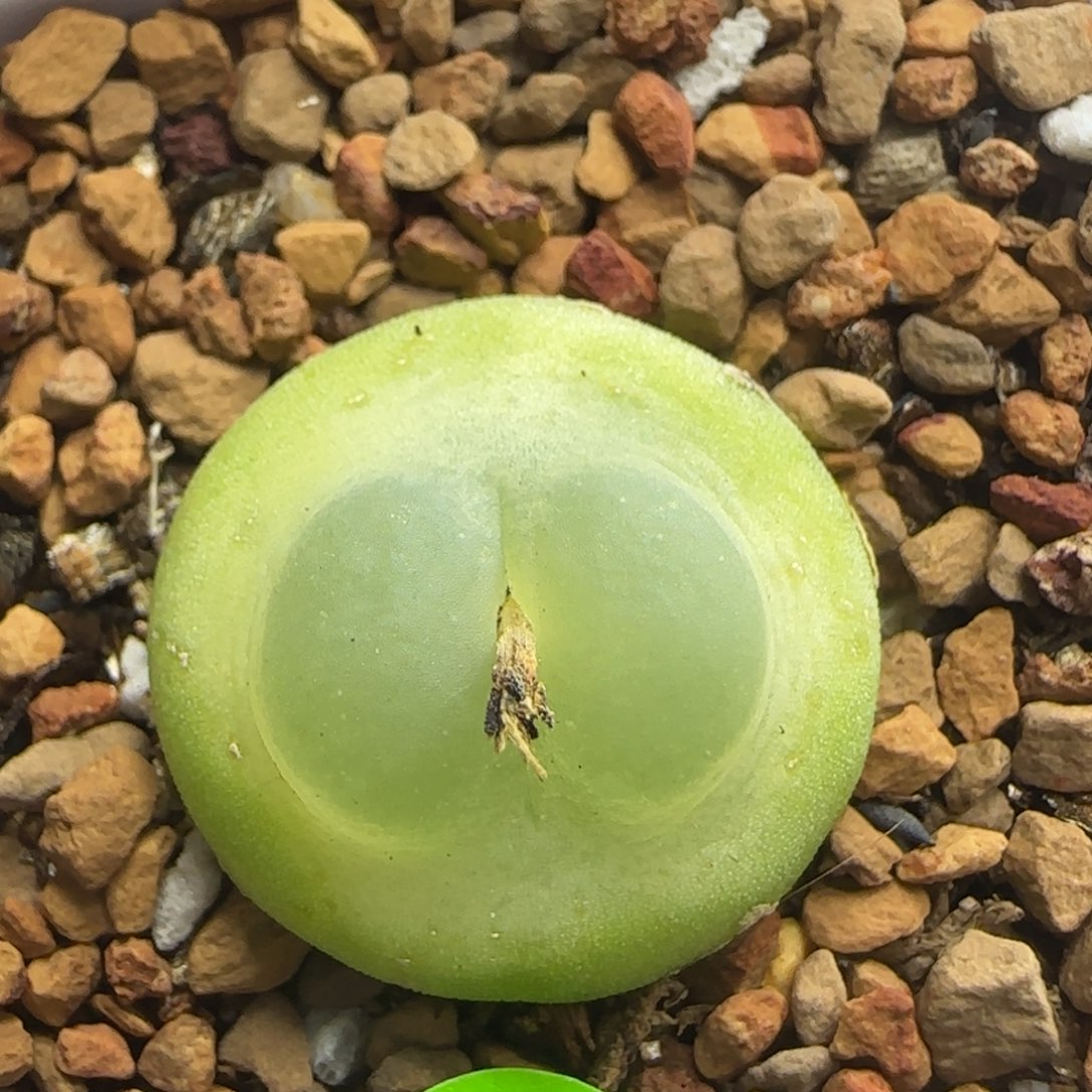 啾啾拉登2+多肉植物214