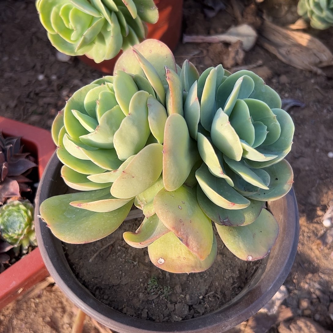 多肉植物鸡蛋碧桃