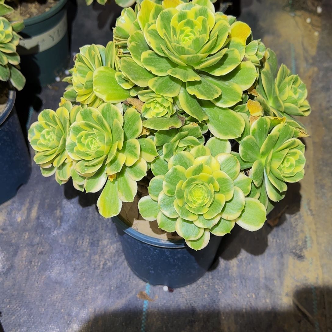 多肉植物迈巴赫老庄