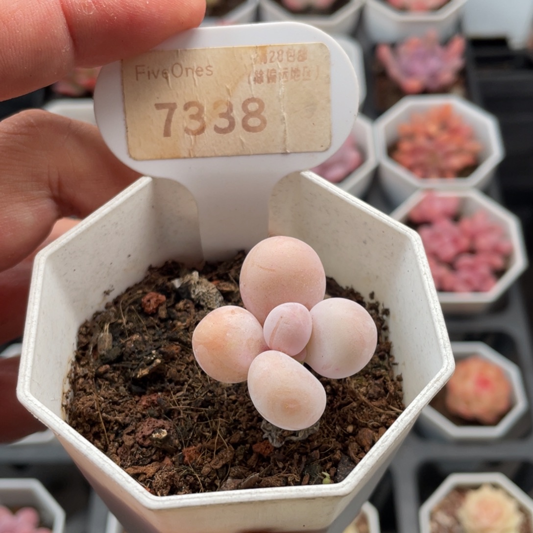 橙雪球奶酪7338-3.5厘米