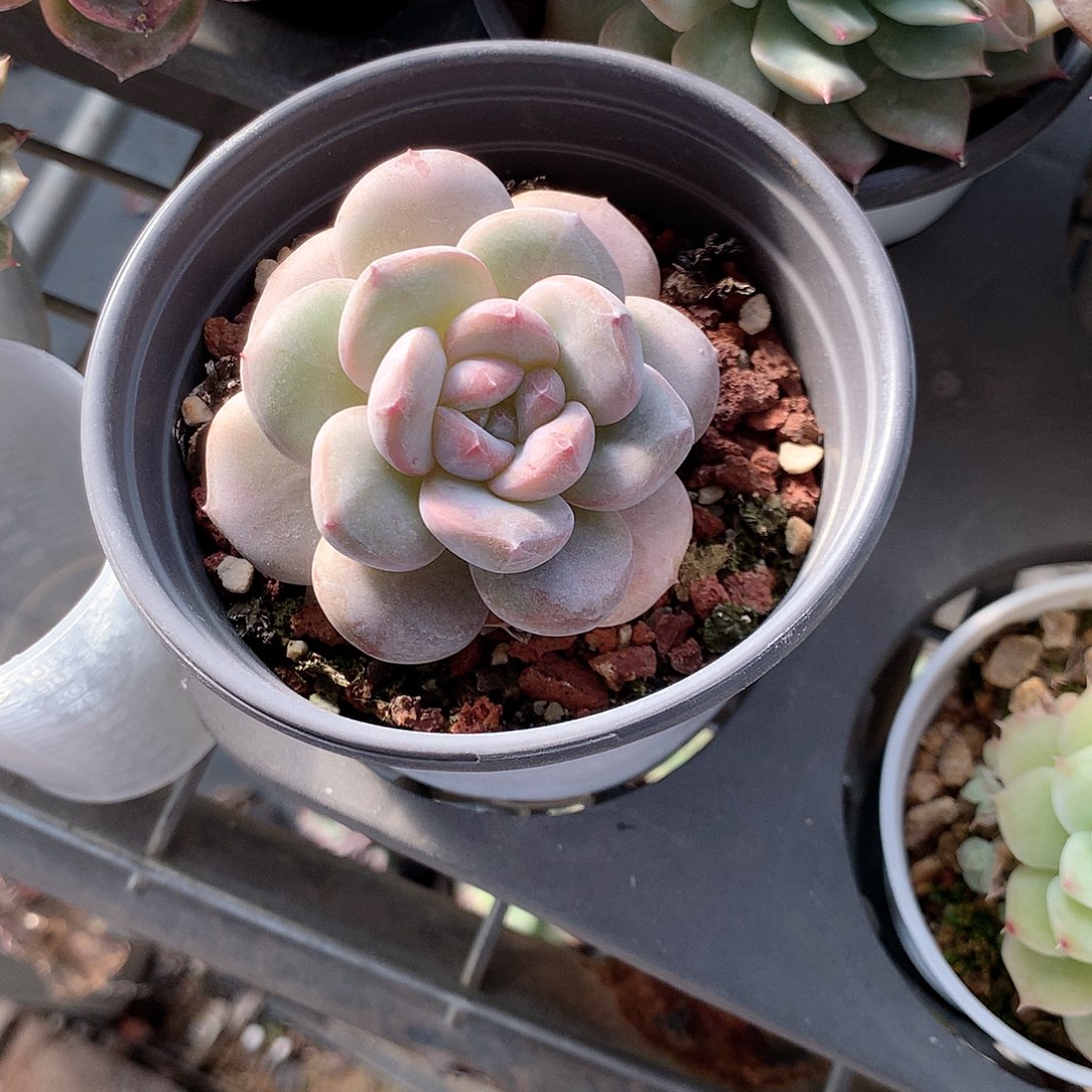 星影多肉植物老桩