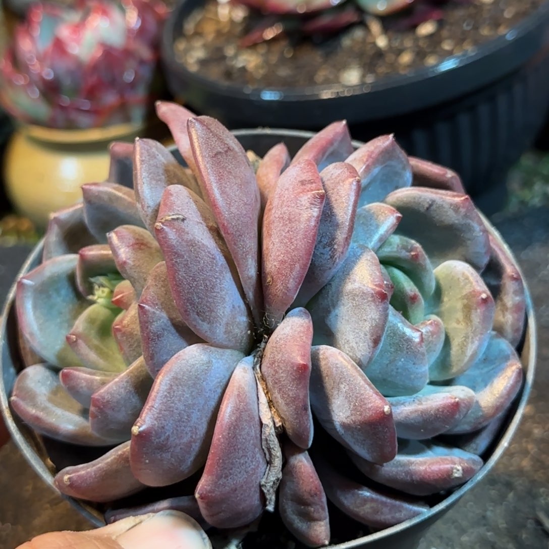 香槟石化一物一拍包装收缩花旱